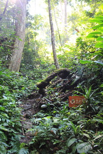 阳光照耀下的茂密森林小径