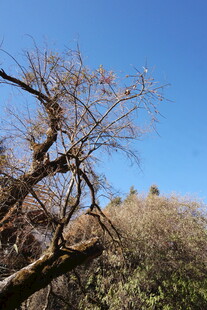 蓝天映衬下的枯树枝桠