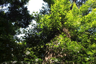 茂密树林中的繁茂绿色树冠