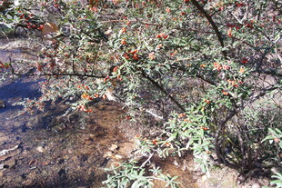 野外灌木丛中的自然景象