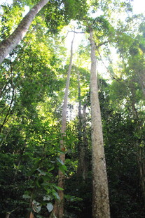 茂密森林中的高大树木