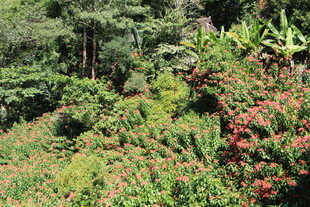 繁茂山林间的缤纷花卉
