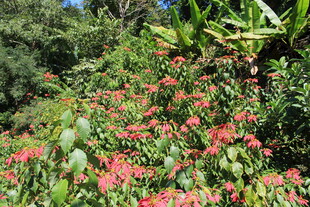 繁花盛开的绿植景观