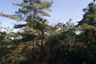 茂密树林中的高大树木