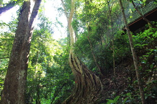 茂密丛林中的盘根错节