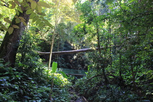 林间绿意盎然的自然景致