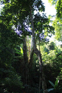 雨林中奇特造型的古老树木