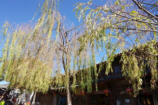 春日垂柳景致