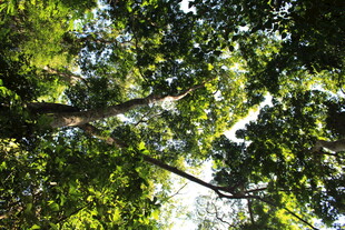 仰视茂密树林绿意盎然