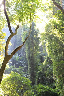 阳光洒落的茂密森林