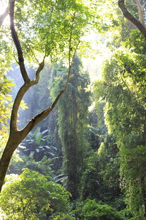 阳光洒落的葱郁林间景象