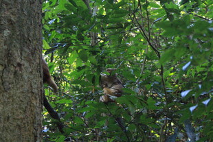 林间松鼠藏于繁茂枝叶间