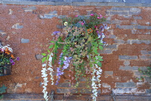 砖墙悬挂多彩垂吊花卉