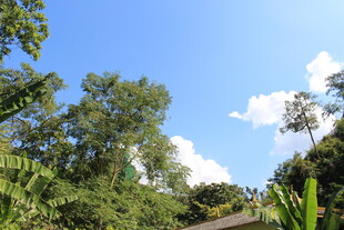 蓝天绿树间的自然景致