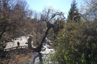 山间雪景中的树木景观