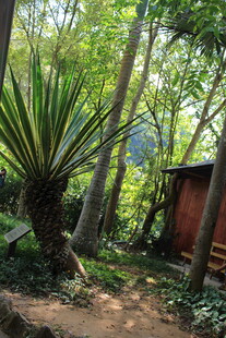 丛林中的小屋与绿植景观