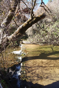 溪边枯树旁的静谧水景