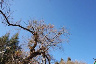 蓝天枯枝的萧瑟景象