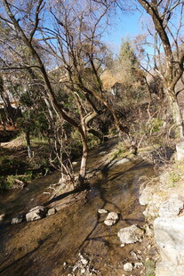 山间枯木旁的潺潺溪流