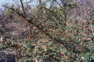 枝头点缀红色果实的树木