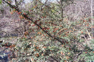 枝头挂果的树木景象