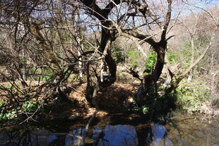 林间溪边枯树景观