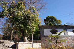 乡村小屋旁的葱郁树木