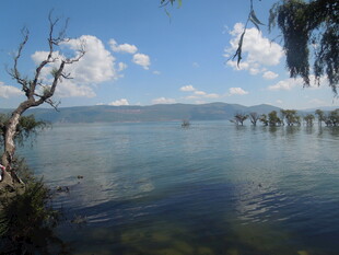 湖畔枯树与澄澈湖水美景