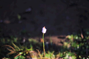 孤挺小花绽于光影之中