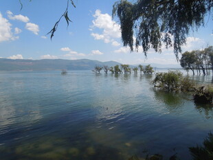 湖畔垂柳 碧波蓝天美景