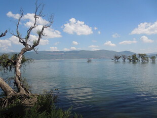 湖畔枯树与宁静湖水