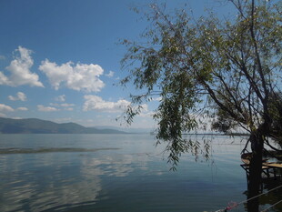 湖畔孤树映蓝天碧水