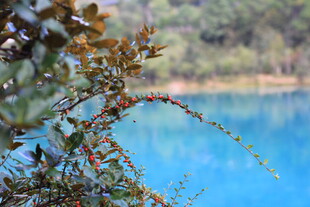 湖畔枝叶与湛蓝湖水美景