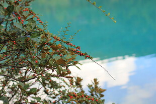 枝头红果映蓝天碧水