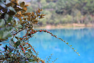 湖畔枝叶与幽蓝湖水美景