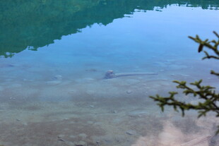 清澈湖水边的翠绿枝叶