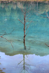 水中孤枝映蓝天碧水