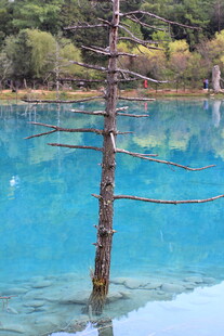 蓝湖枯树的绝美自然景观