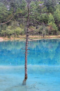 蓝湖孤树风景