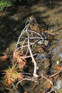 溪边枯树枝与落叶景象