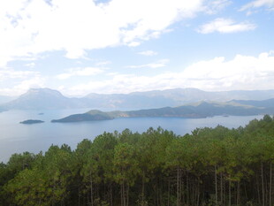 湖畔松林与远山美景