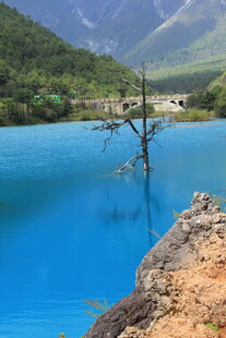 梦幻蓝湖中的孤树奇景