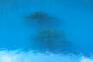 清澈蓝水中的绿植倒影