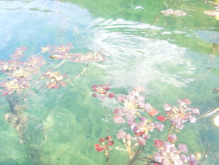 水中飘零的烂漫粉色花瓣