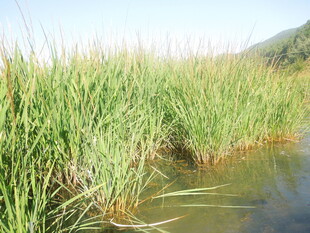 河畔芦苇丛生的自然景致