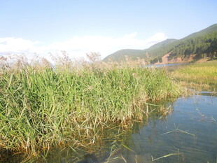 湖畔芦苇荡 山水相依景