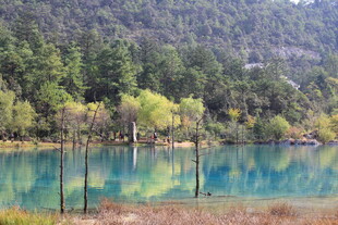 梦幻蓝湖旁的葱郁森林