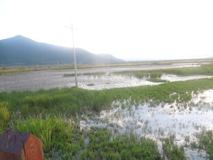 湿地风光 水草与远山相映