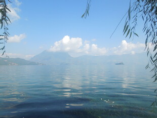 宁静湖畔垂柳映蓝天