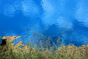 蓝天之下的金黄植被景观